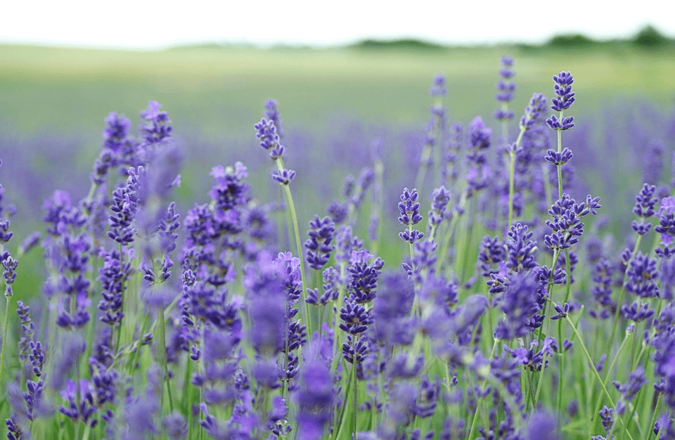 Benefits Of Lavender Oil For Skin